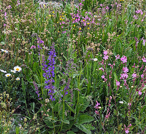 Neues aus der Saatgutbibliothek –  Führung „Saatgut im Wildbienengarten ernten“ am 20. Juni
